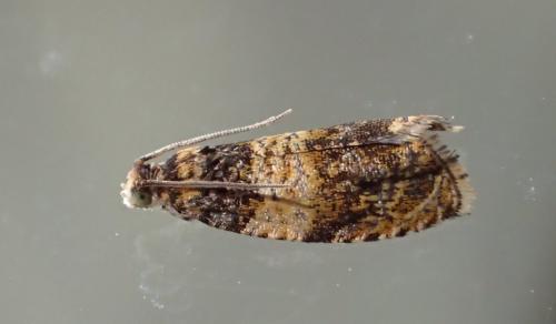 Réf. 334 047 : Celypha aurofasciana